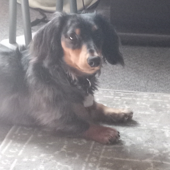 Cozy Brown Dog Blanket - Picture 2 of 5